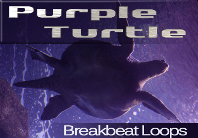Purple Turtle